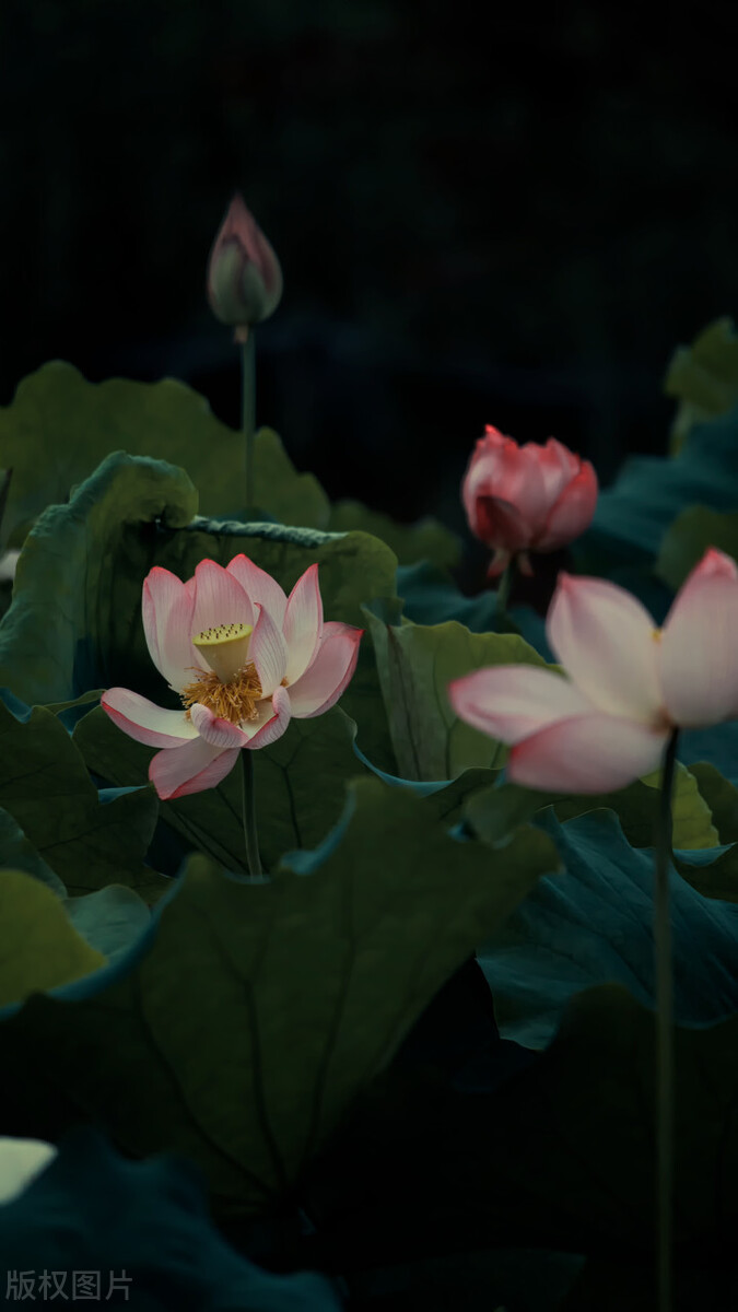 荷花图片禅意荷花,最美意境荷花图片大全