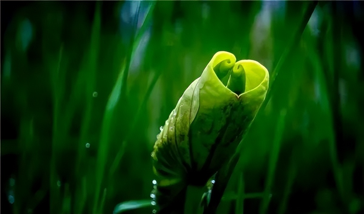 2022怀化可以看荷花的地方,美好怀化