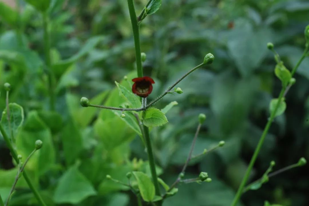 150种常见药用植物大全,150余种常见药用植物花期组图