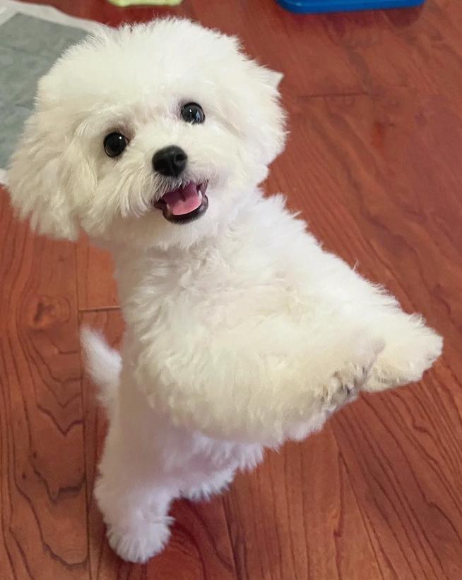 两个多月的比熊关围栏里养好吗,比熊1-12个月喂养方法