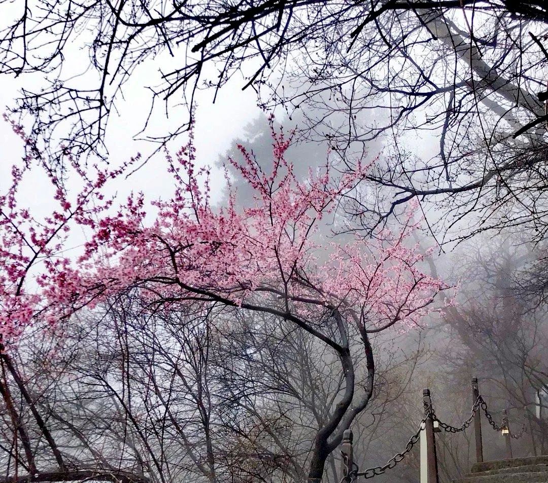 感叹华山山河壮丽的诗句,一览华山