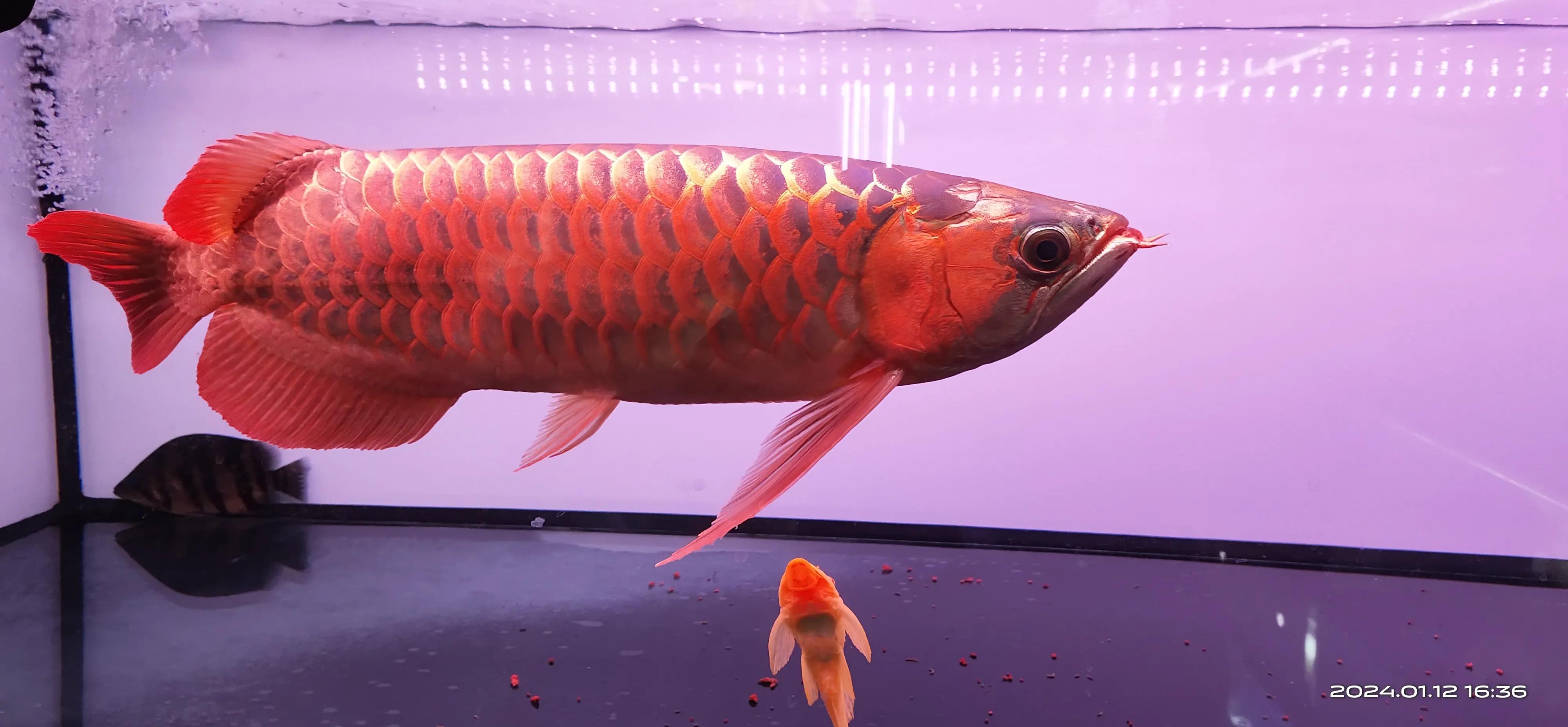 猪鼻龟和龙鱼一起养怎么喂食,猪鼻龟混养什么小鱼最好