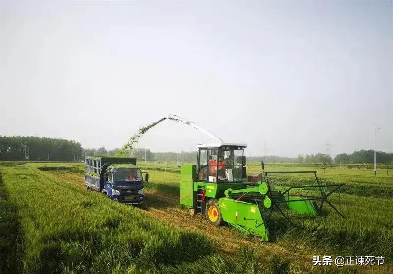 通过毛主席文选看教授专家们对于小麦卖青贮存建议处罚的乱象