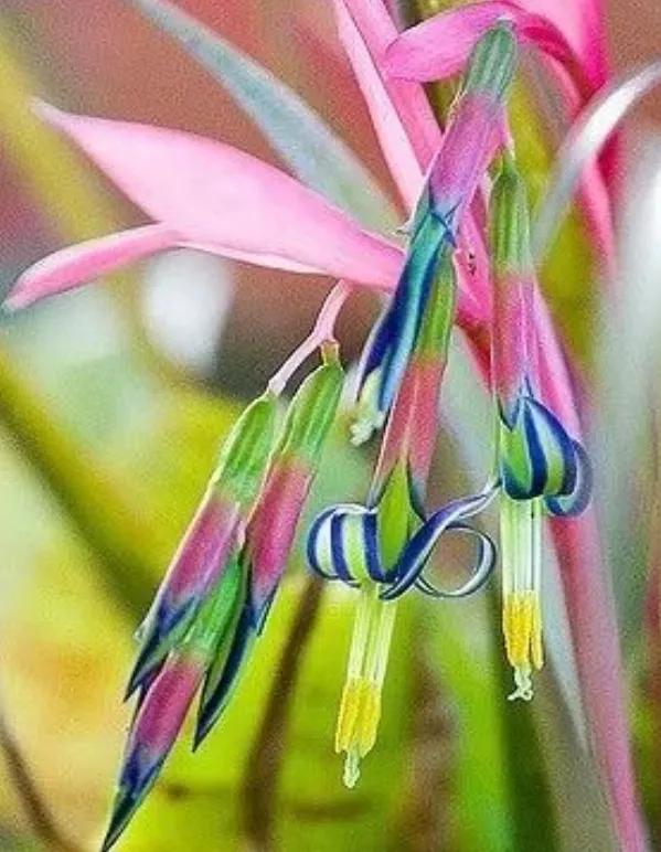 各种形态的花卉,30多种奇异的鲜花供你欣赏收藏