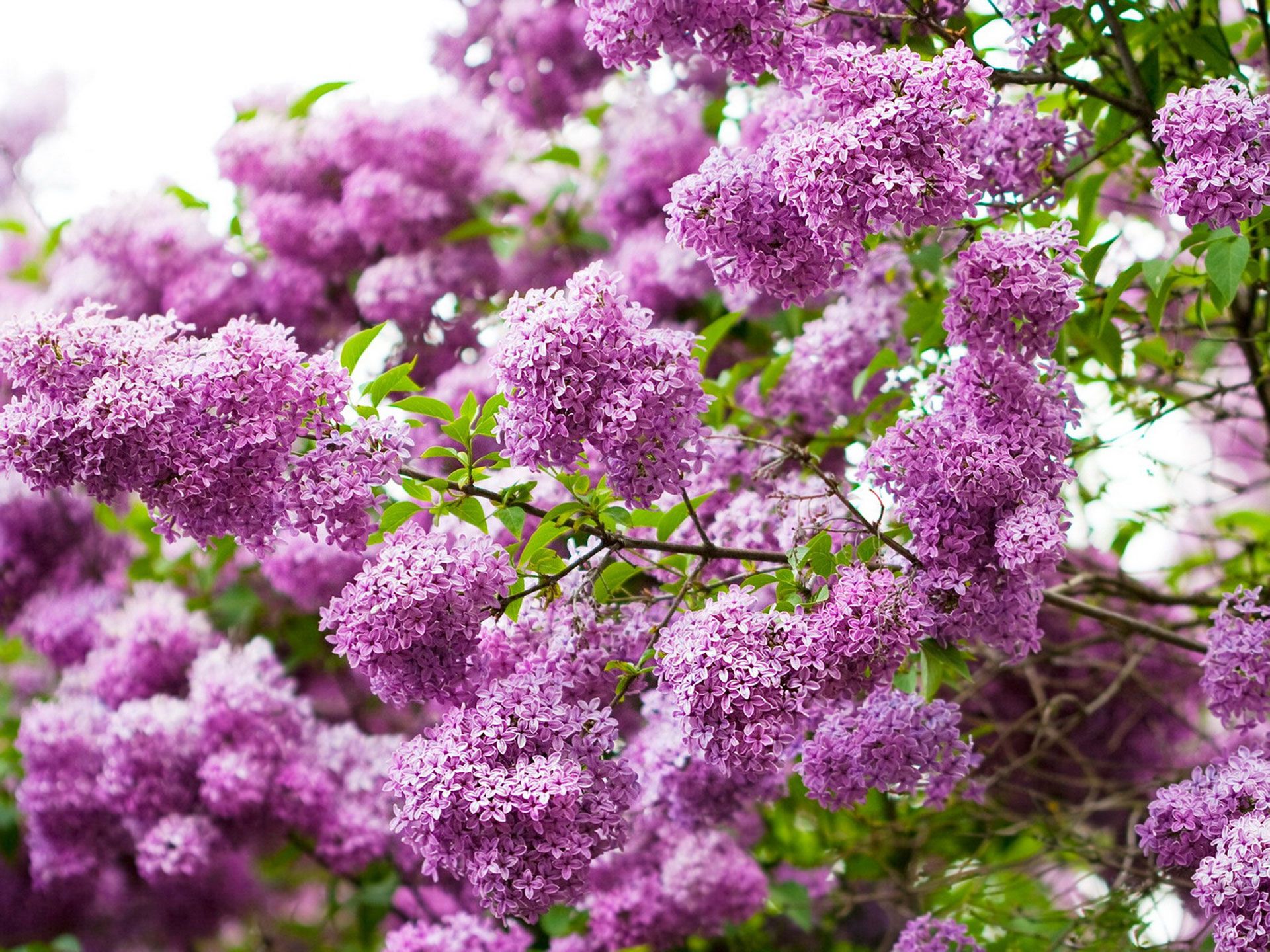 铁道兵战友聚会最好诗词,铁道兵战友诗二首