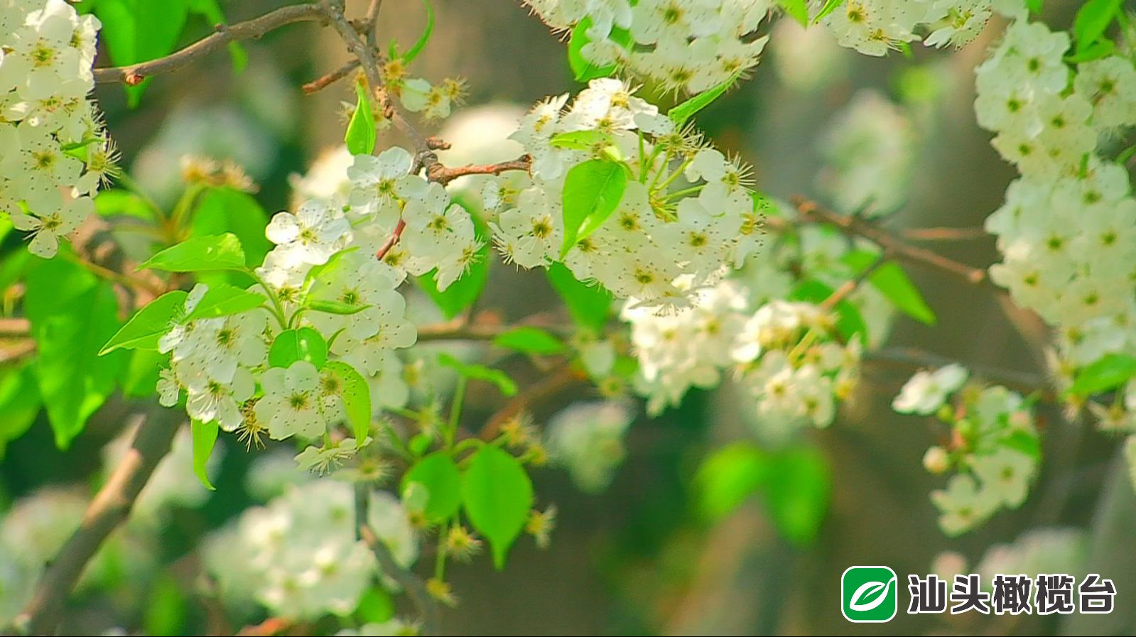 中山公园的樱花过季,中山公园百年一见的梨花