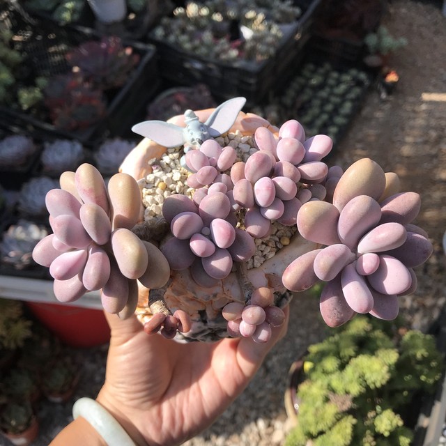 适合客厅的花卉植物图片欣赏,客厅花卉植物哪个最好养