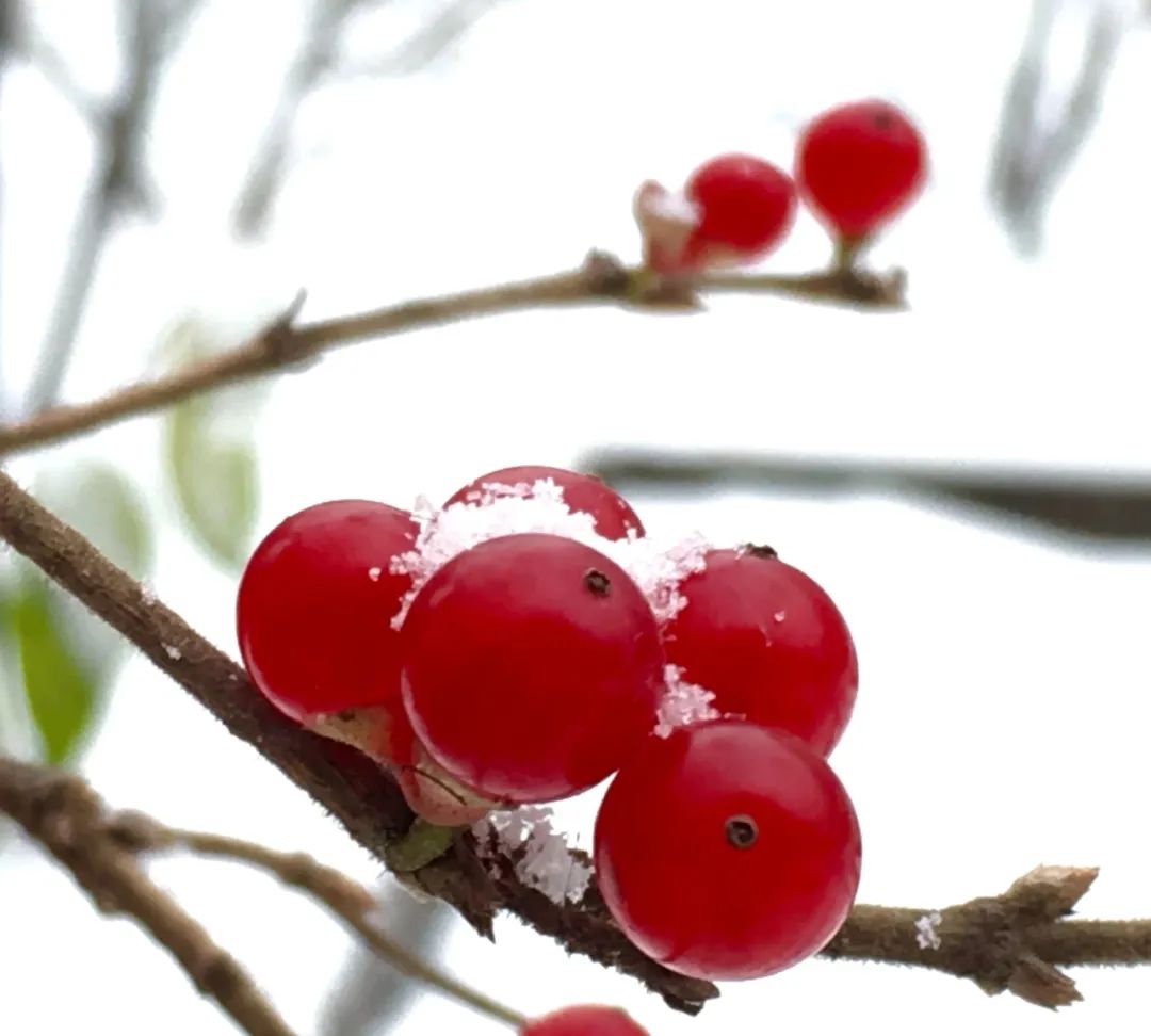 美丽的人民日报大院，我们温暖的家