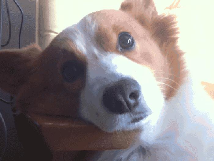 狗临终前会发出怎样的信号,狗临终前的十三句话