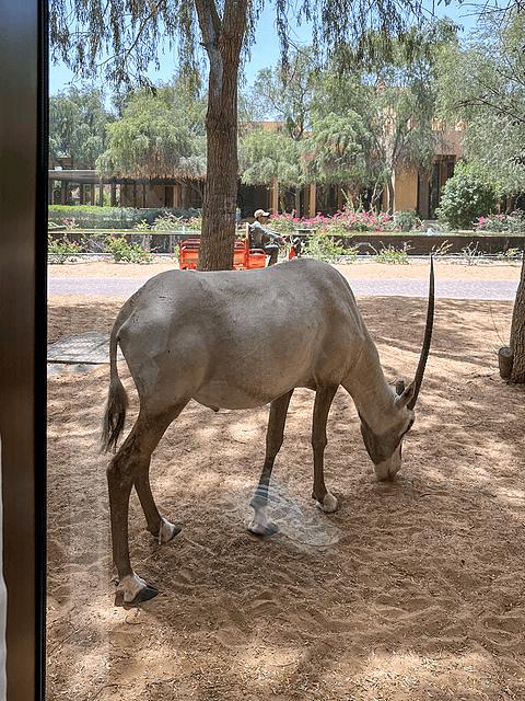 哈伊马角利兹卡尔顿,哈伊马角沙漠丽思卡尔顿酒店