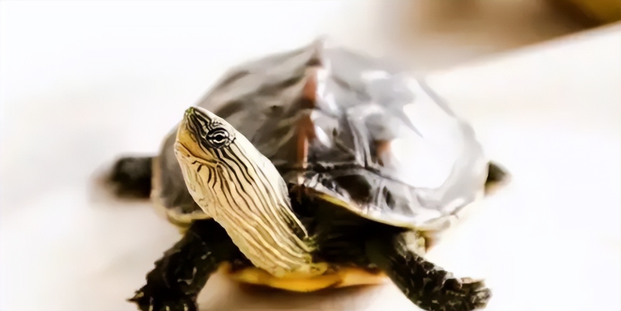 新手养什么龟最合适,花杂草龟适合新手养吗