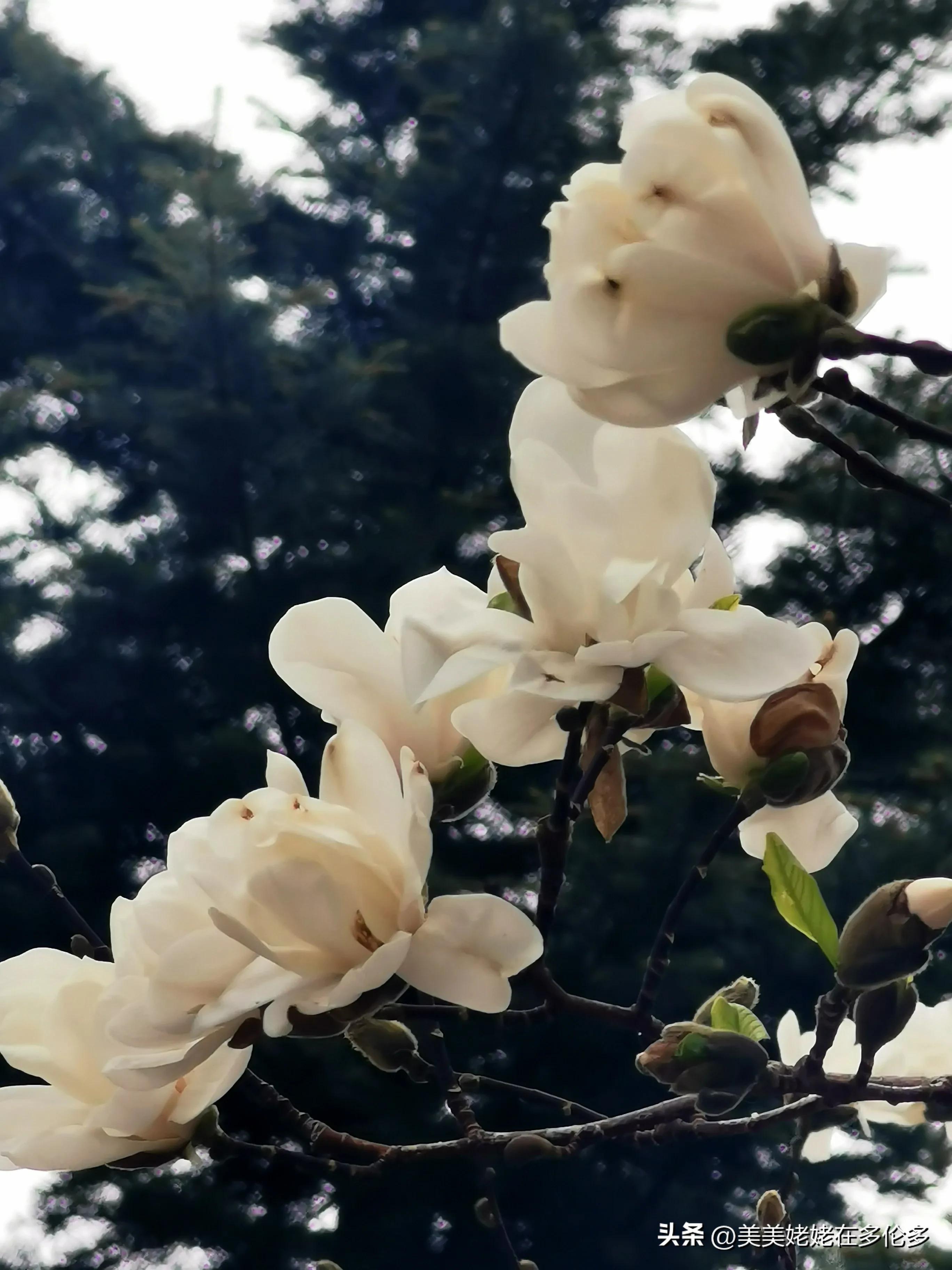 在多伦多帮女儿带孩子碎碎念,在多伦多带娃