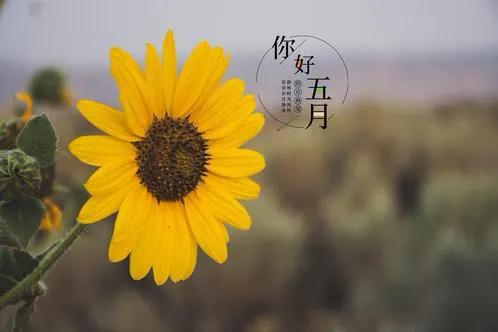 四月再见五月你好愿一切美好加倍,四月再见五月你好愿美好如约而至