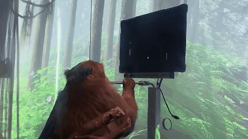 猴子看猩球崛起,猴子通过脑机接口进食