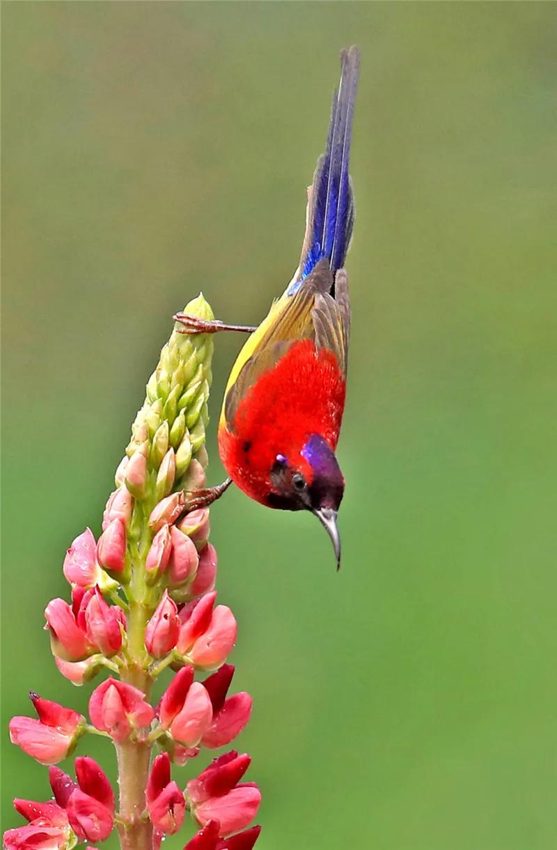 太阳鸟花的图片,太阳鸟精彩图片
