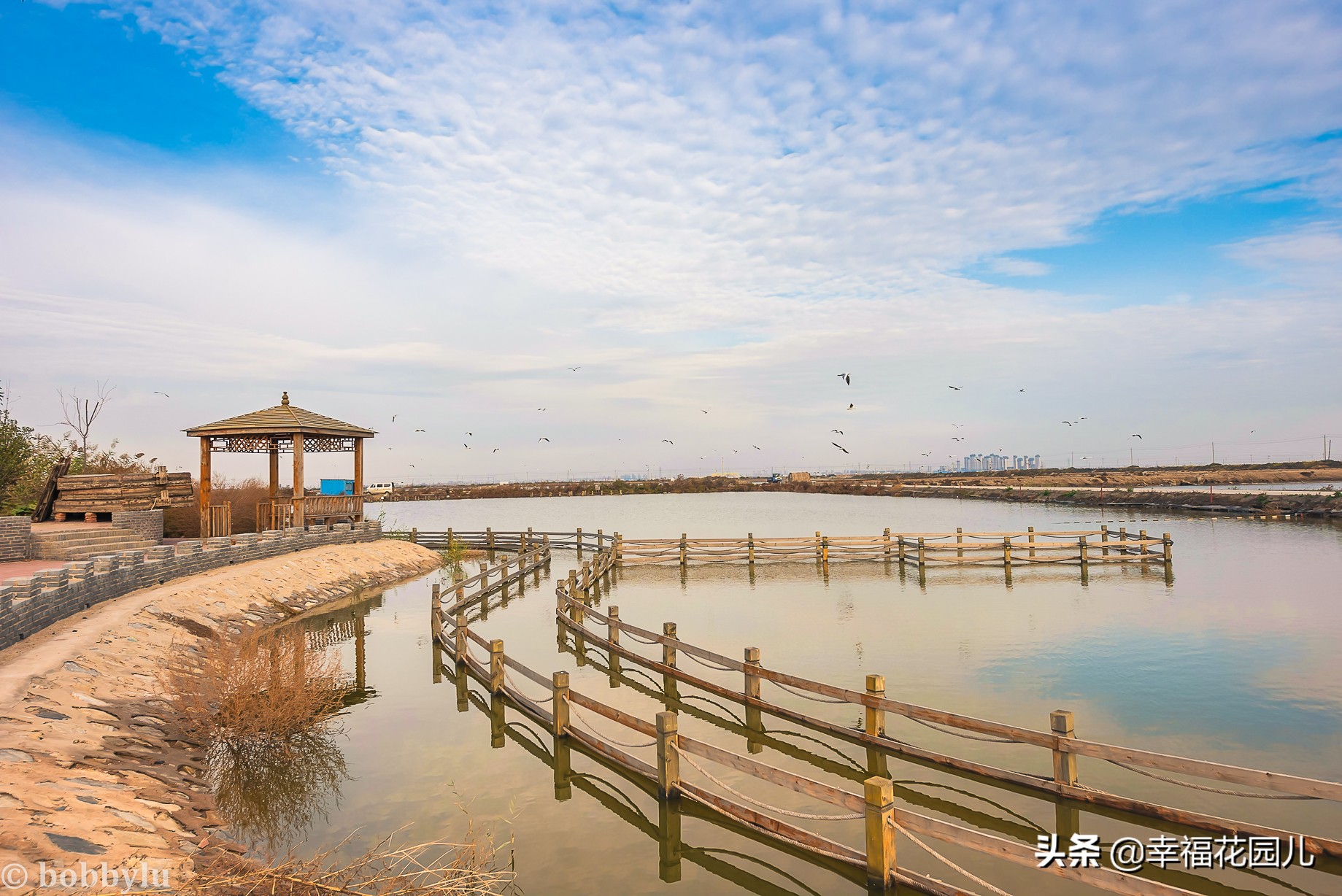美味河豚有多金贵？养殖就有多娇贵！十里海河豚小镇探秘美食之源