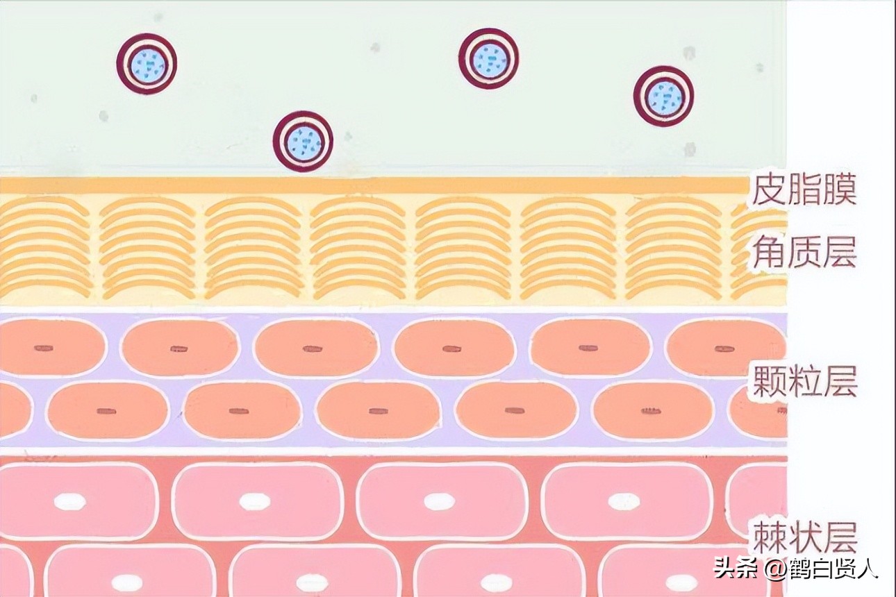 蓝藻的前世今生,蓝藻前世今生