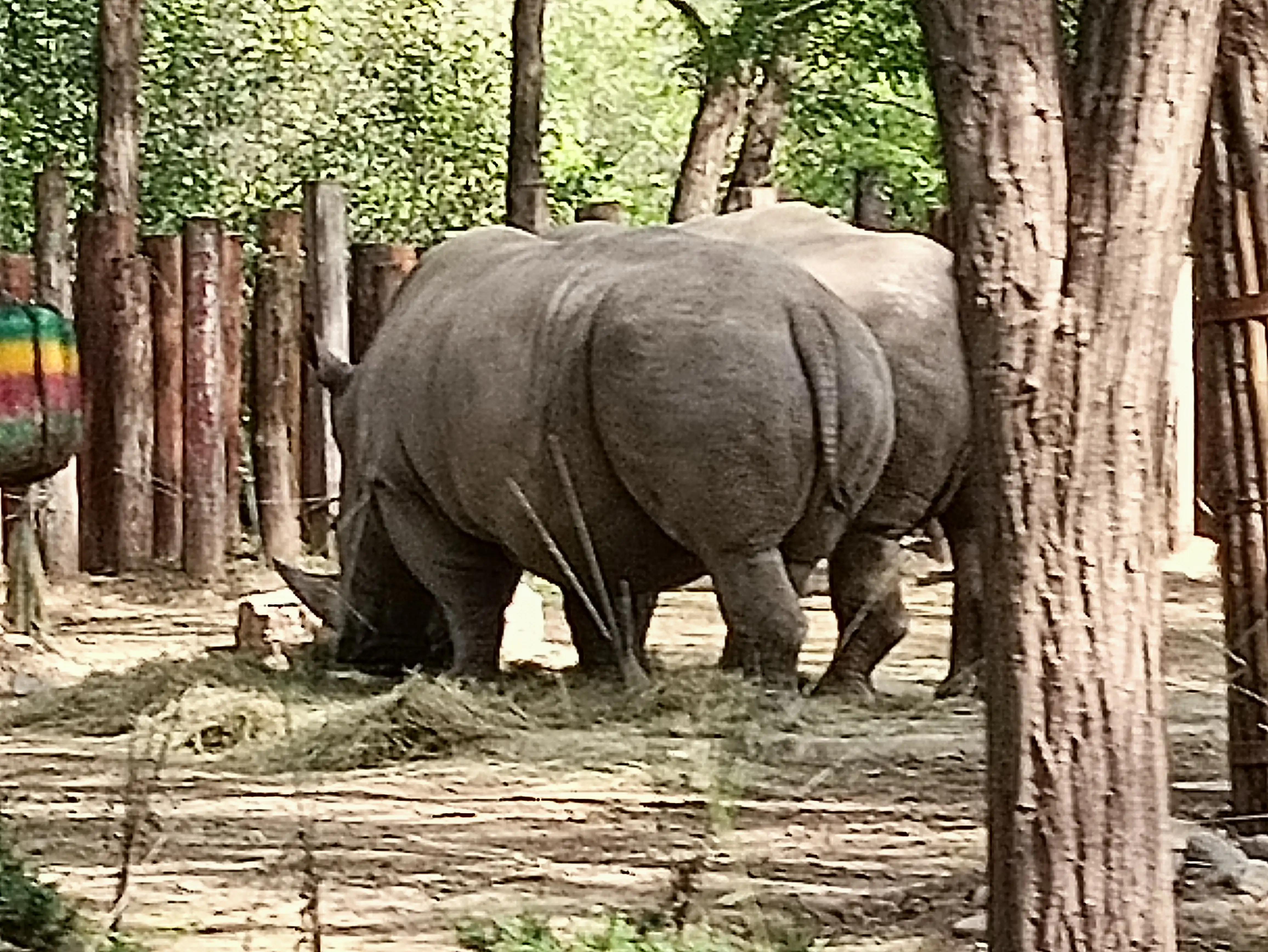 北京动物园和北京野生动物园区别,北京野生动物园狗妈妈和老虎狮子