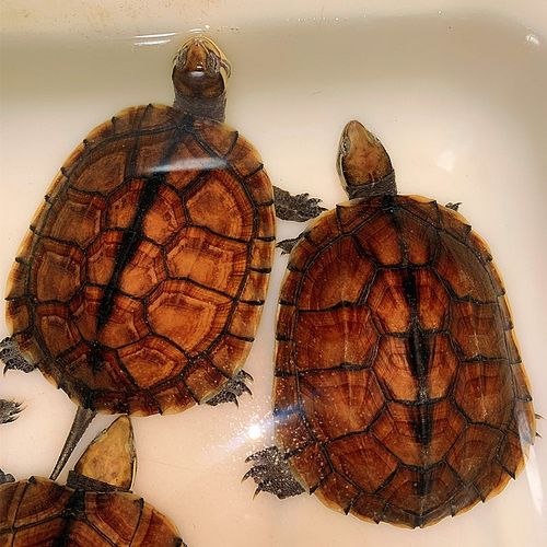 金融*局骗**——国内炒作过的商品（龟）