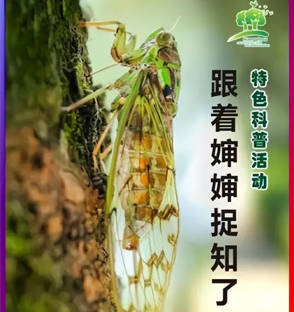 在美国知了猴泛滥,中国人在美国吃知了猴