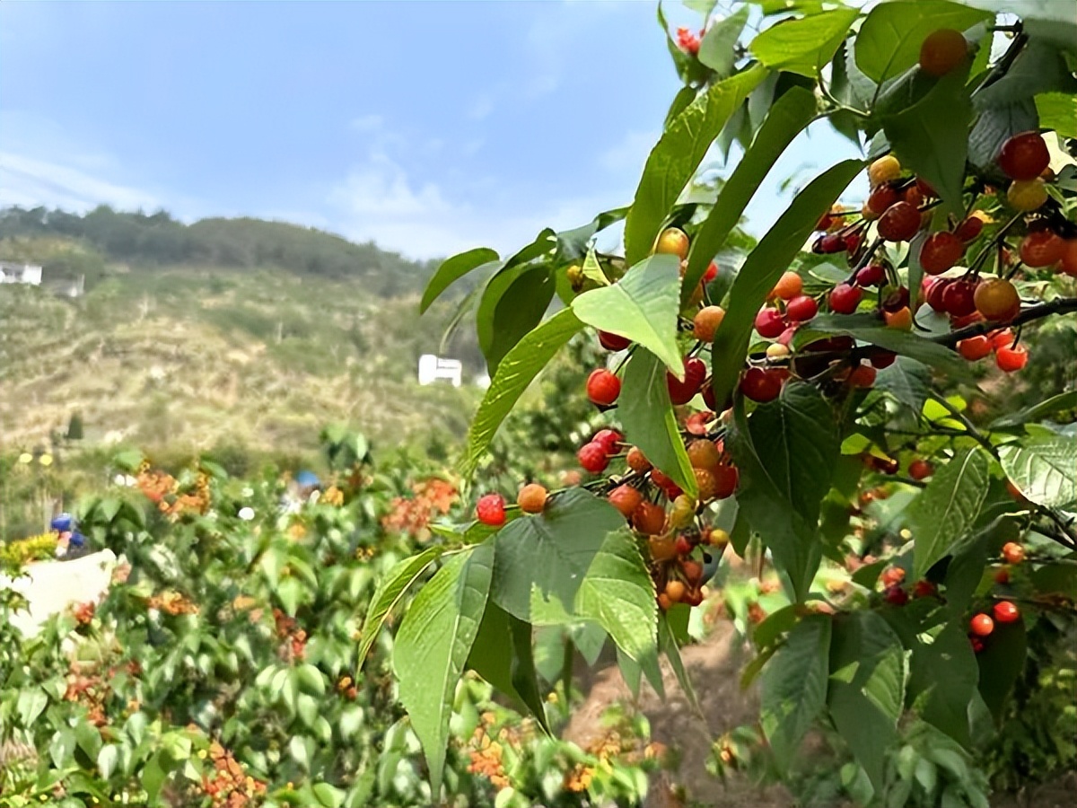 重庆区县怎么玩最合理,重庆各个区县好玩预览图