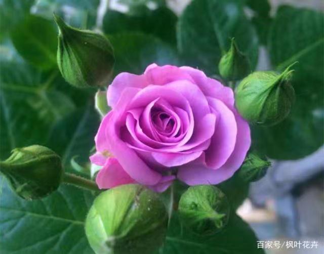 精致又温馨的小阳台,漂亮阳台月季花