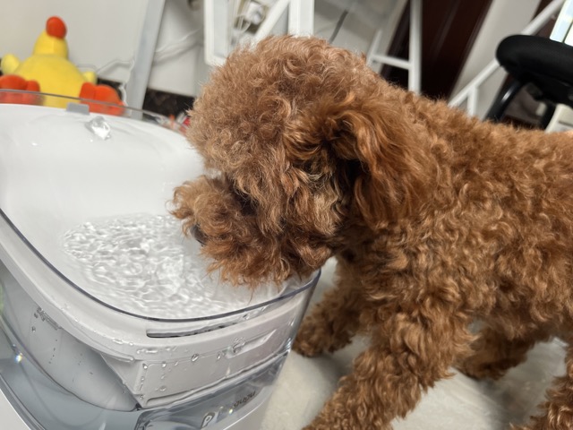 宠咕咕智能宠物饮水机,宠咕咕喂食器测评
