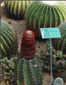 各种仙人掌的种植,仙人掌是扦插好还是带根种植好