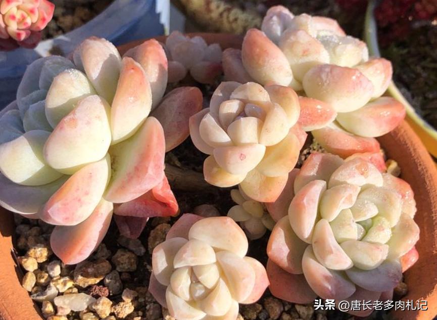 天天逛直播间买多肉，你搞清楚了伪群、散群和整桩有什么区别吗？