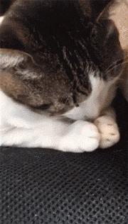 猫咪躺主人身边睡觉最信任的睡姿,猫咪睡姿千奇百怪的样子素材全屏