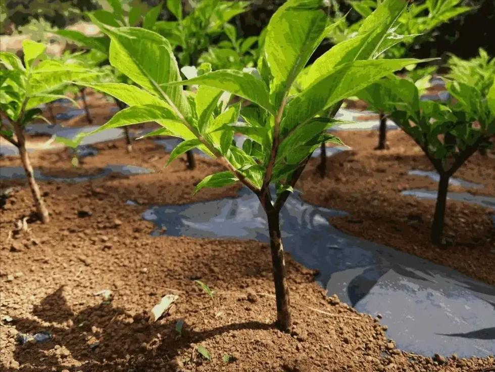 日本人在山东租地1500亩闲置5年,日本人在山东租1500亩地干啥用