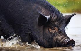 市场上的黑猪肉有什么区别,黑猪肉市场前景怎么样