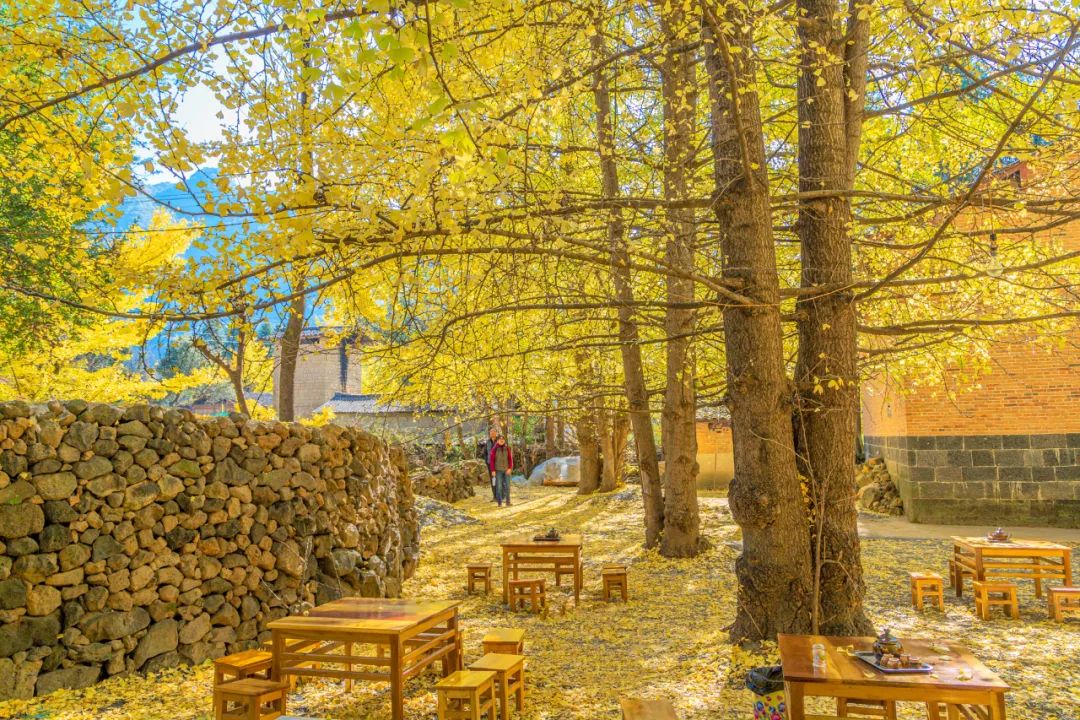 银杏谷泡温泉的地方,广东冬天赏银杏泡温泉