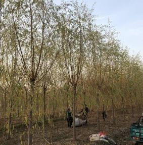 柳树七月份扦插育苗可以成活吗,柳树扦插育苗