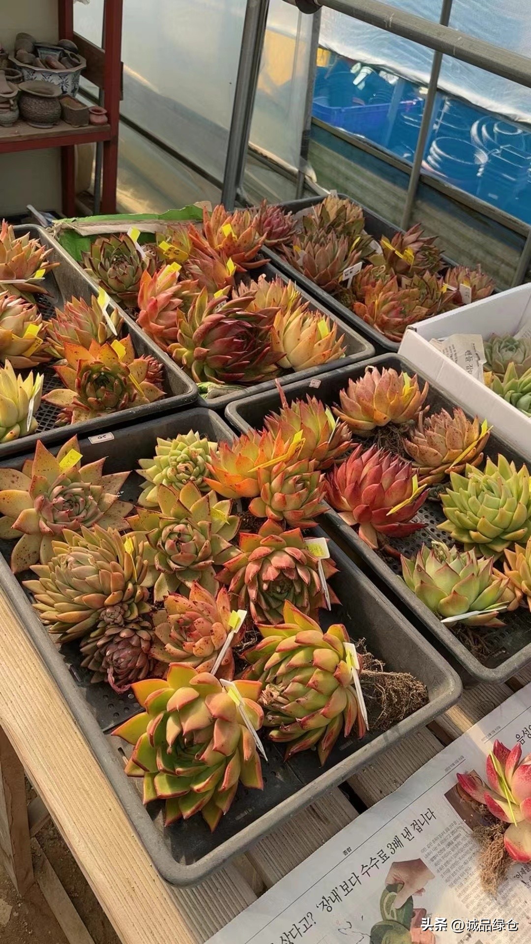 揭秘韩国多肉的美丽原因:不只是环境和栽培,还有文化的影响!