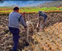 老杨啊：“黑暗料理”狗看了都摇头，却成为全网女人最想嫁的男人