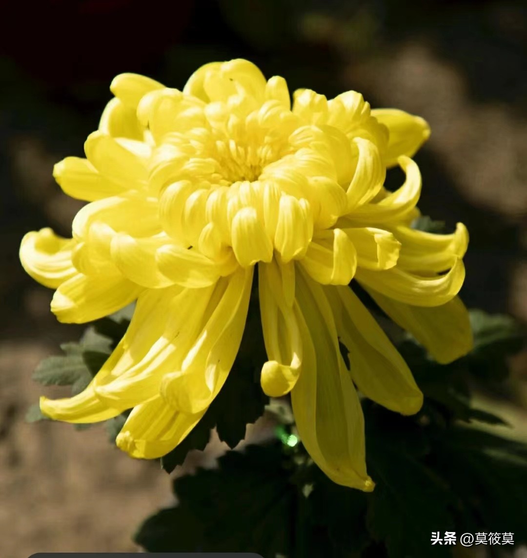 50种常见鲜花的花语大全,各种鲜花的花语和寓意图片欣赏