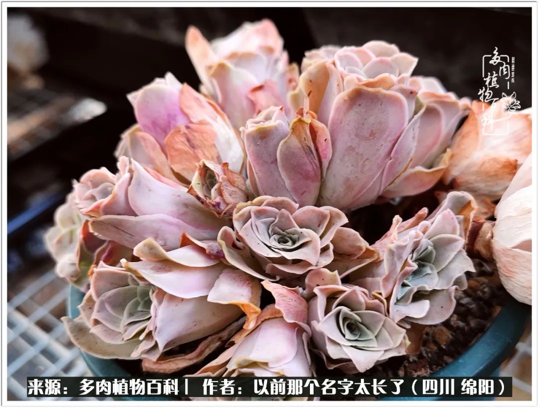 夏天山地玫瑰,小清新山地玫瑰