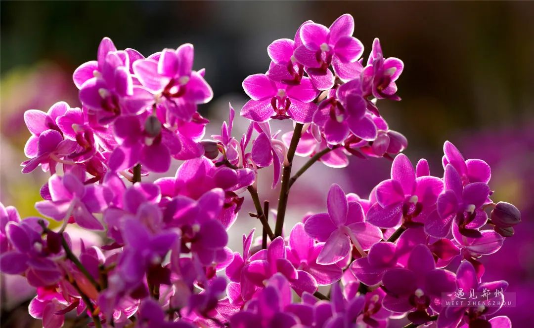 元宵节晚上郑州游玩攻略,郑州元宵节赏灯攻略