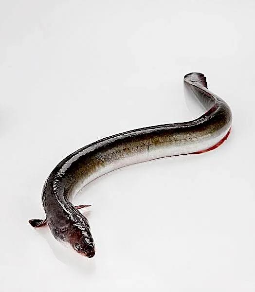 红烧鳝段说说,地道家常菜红烧鳗鱼汤汁