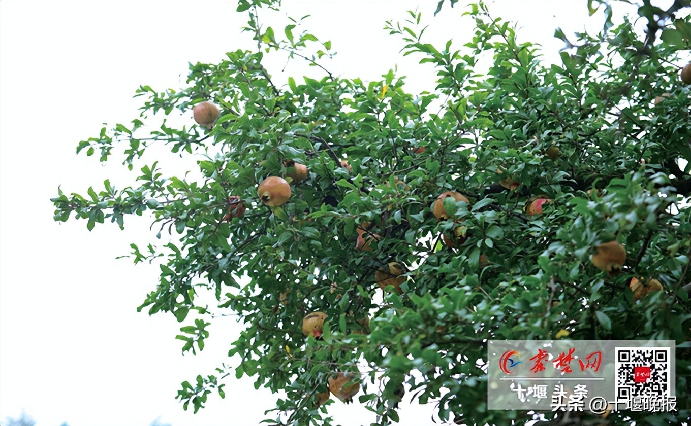 又香又甜的秋果,哪种秋果最好吃