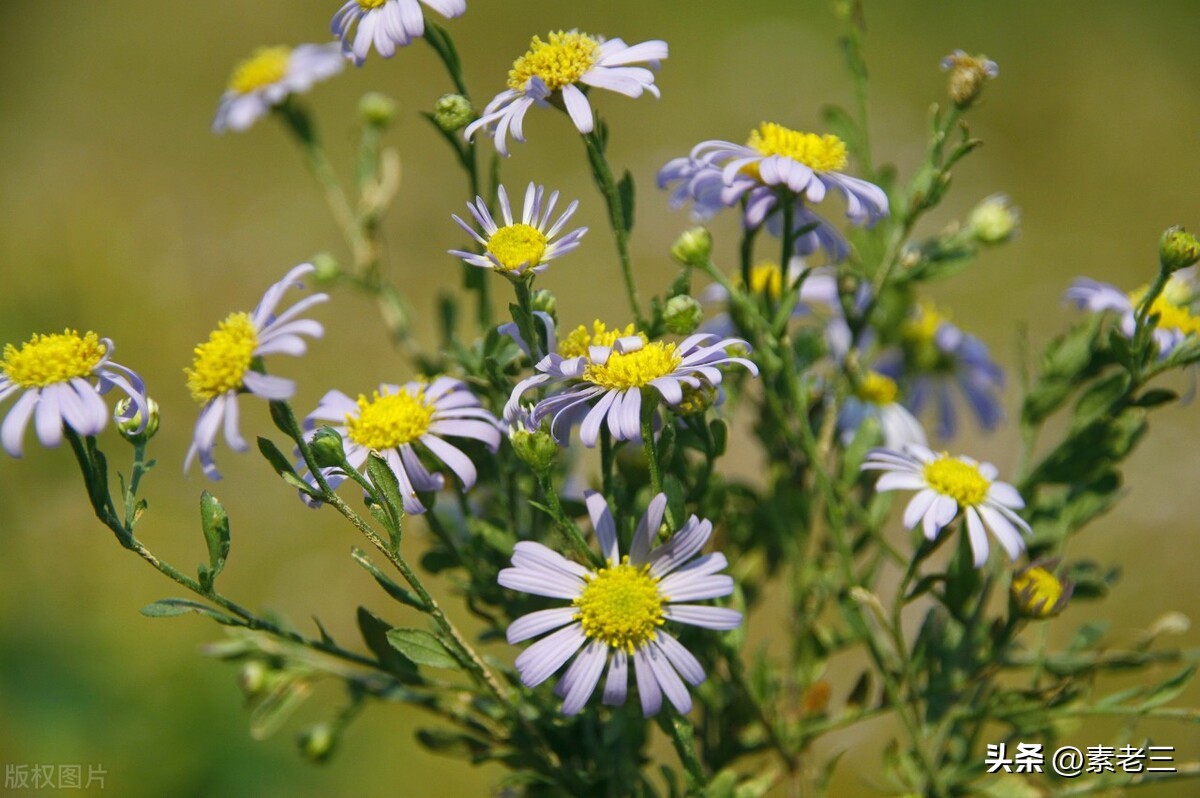 女作家去做保姆446,女作家去做保姆825
