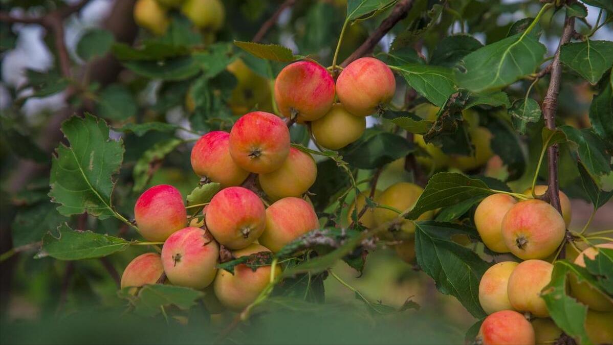 只有农村才有的水果你吃过几种,农村最喜欢的十种水果