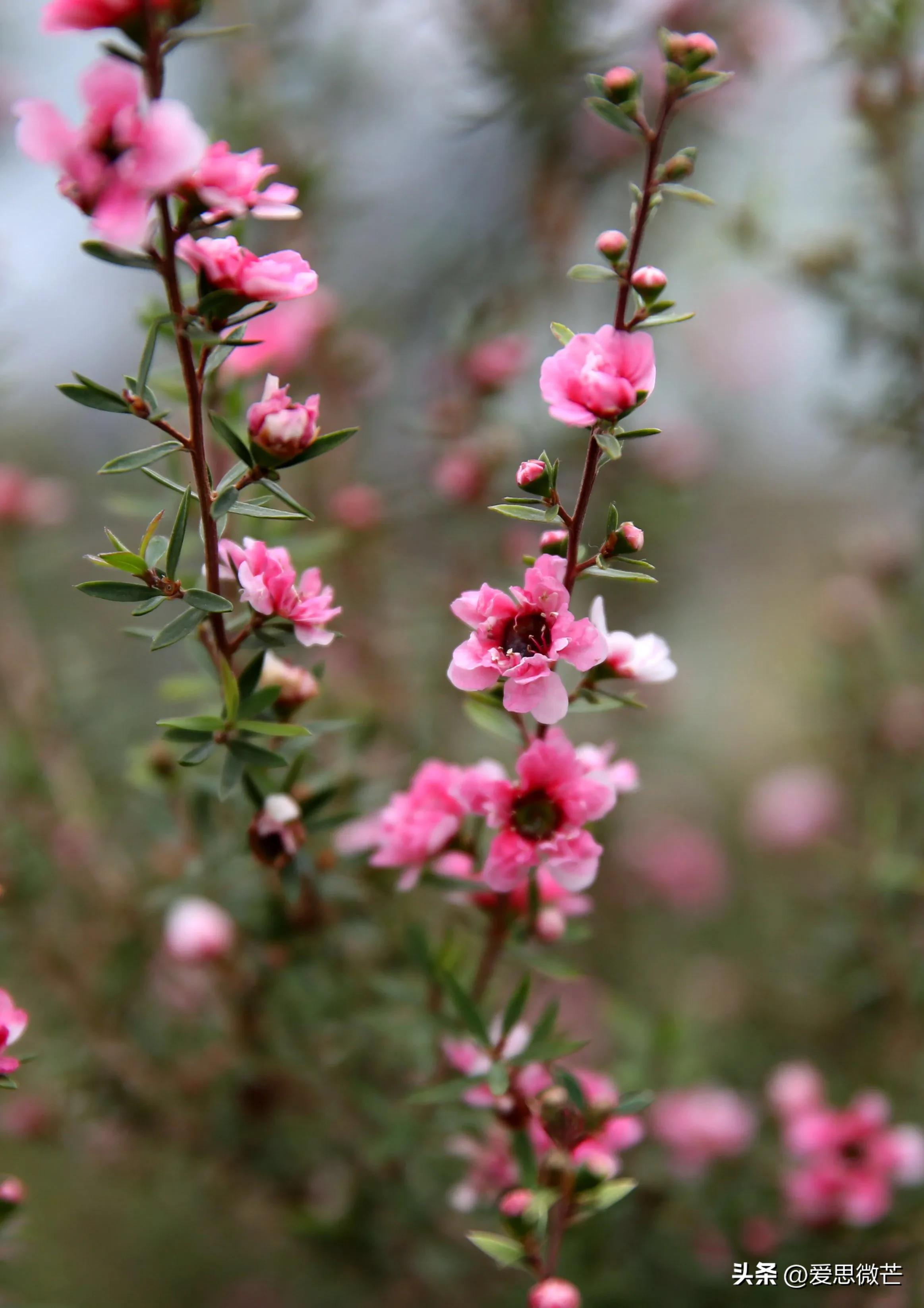 松红梅和梅花的区别,松红梅与松针梅区别