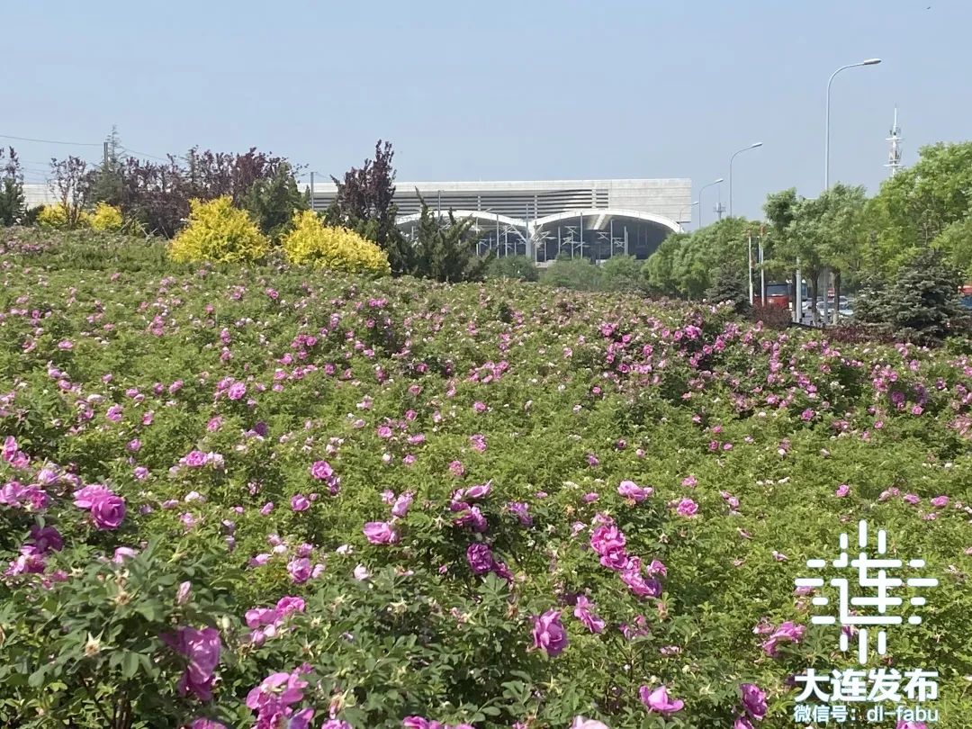 大连独一无二的花园,大连最新的花园