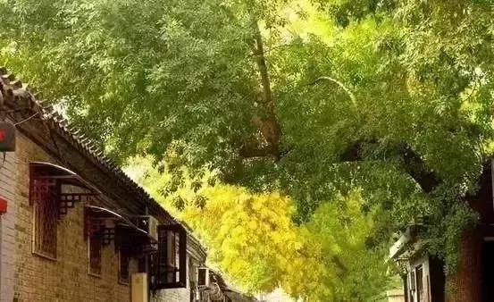 胡同逛游指南，在北京这4条胡同里邂逅别样秋色