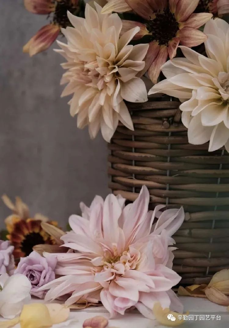 第八届园丁奖露台组《030号》洛基花园