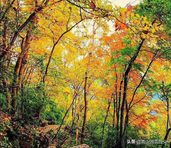 林地种植什么树种好且赚钱多,荒山种什么树收益最快