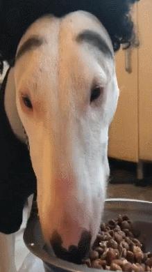 没有耐心千万别养这几种狗,这5种狗怎么感觉很少人养