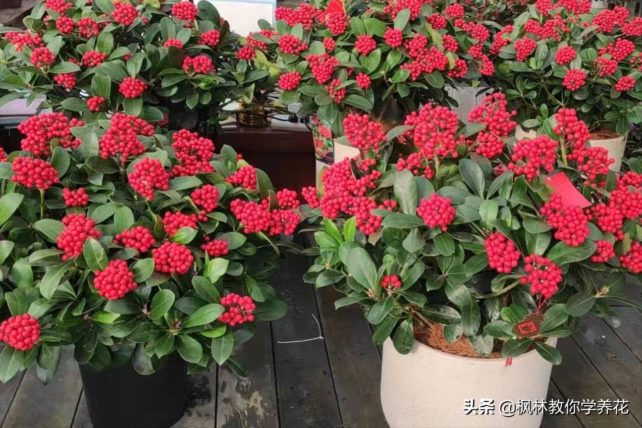 花卉年宵花热销,年宵花卉品种大全及图片